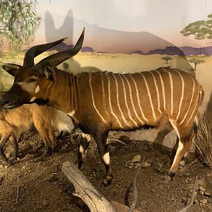 Taxidermy Bongo