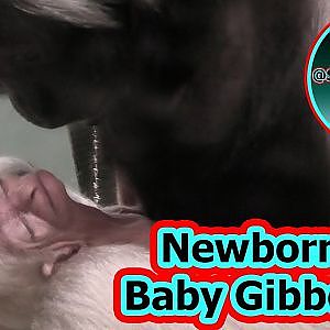 Twycross Zoo Baby Pileated Gibbon