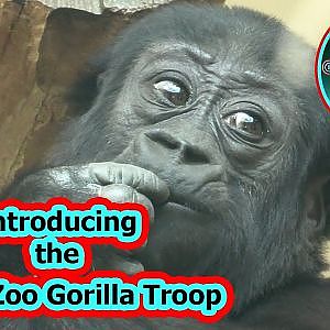 Introducing The Gorilla Troop From The Krefeld Zoo