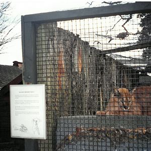 Caracal - scanned photo 1990's