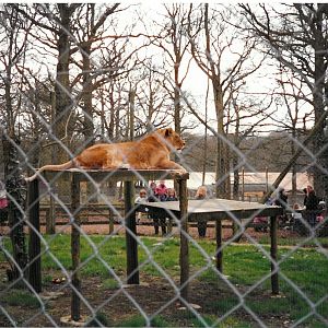 Marwell Lions - scanned photo 1990's