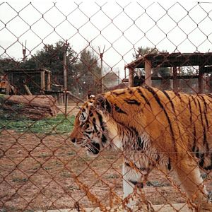 Tiger Enclosure - scanned photo 1990's