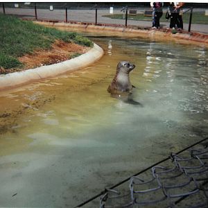 Seal Enclosure - scanned photo 1990's
