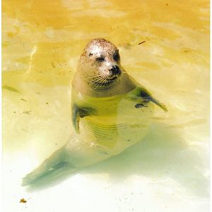 Seal - scanned photo 1990's