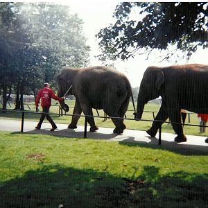 Elephant walk about - scanned photo 1990's