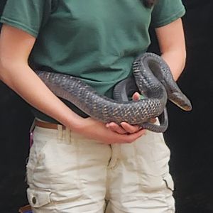 Brandywine Zoo - Snake ID (Texas Indigo Snake?)
