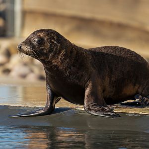 Sealion pup, YWP, UK
