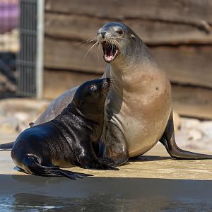 Sealion and pup, YWP UK