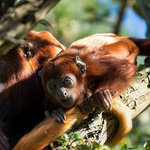 Red howler monkeys, YWP, UK