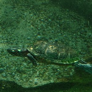 Eastern painted turtle (C. p. picta) ??