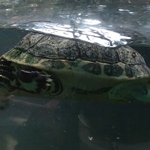 Chicken turtle (D. reticularia) ??