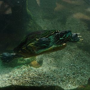 Eastern river cooter (P. c. concinna) ??