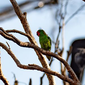 Little Lorikeet