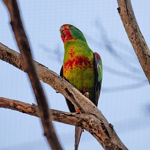 Swift Parrot