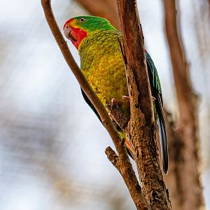 Swift Parrot