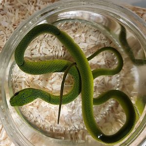 Gonyosoma prasina taking a bath