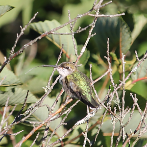 Ruby-throated Hummingbird tongue