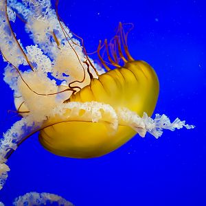 Pacific Sea Nettle