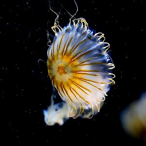 Japanese Sea Nettle