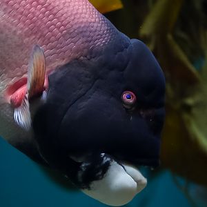 California Sheephead (Male)