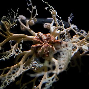 Basket Star