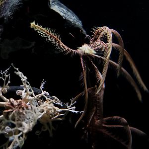 Basket Star & Feather Star