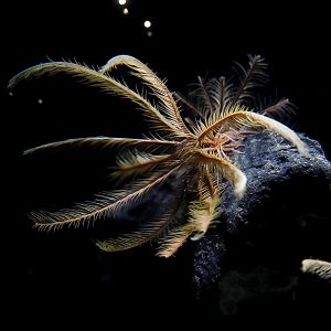 Feather Star