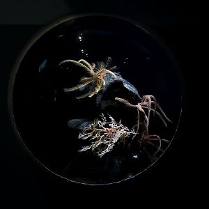 Basket (and Feather) Star Tank