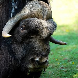Muskox (Hudson)