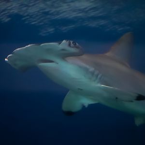 Scalloped Hammerhead