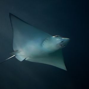 Spotted Eagle Ray