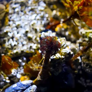 'Under the Dock' Display