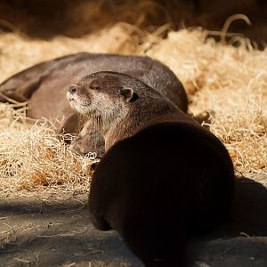 Asian Small Clawed Otters