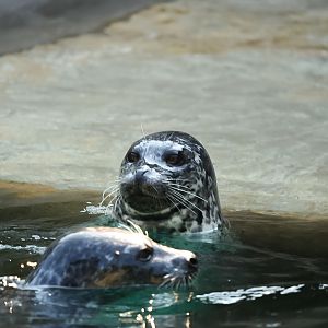 Harbor Seals