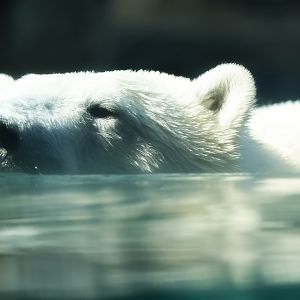 Polar Bear