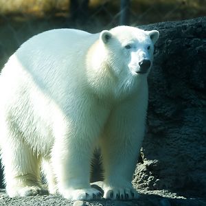Polar Bear