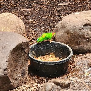 Central Park Zoo (2023) - Blue-crowned Hanging Parrot