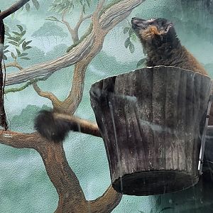 Central Park Zoo (2023) - Collared Brown Lemur
