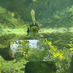 Central Park Zoo (2023) - Roti Island Snake-necked Turtle