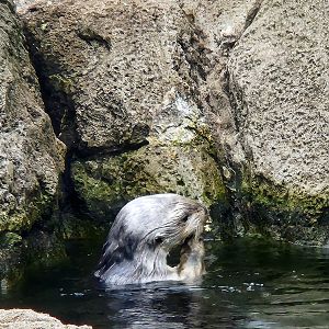 NY Aquarium - Sea Otter