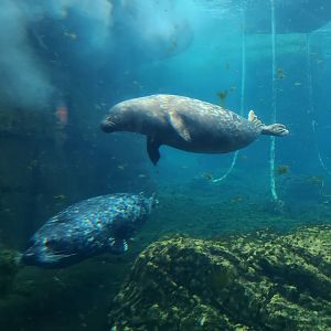 NY Aquarium - Harbor Seals