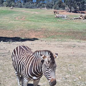 Plains Zebra and Black Rhinoceros