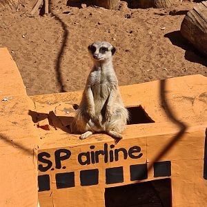 Pregnant Meerkat?