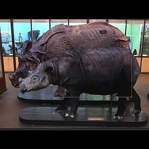 Rhino Reconstructions - YouTube