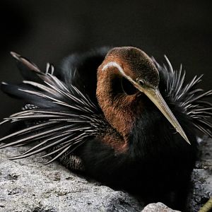 African Darter