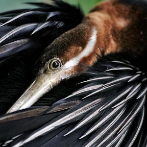 African Darter Closeup