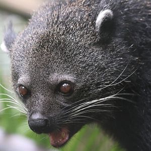 Binturong