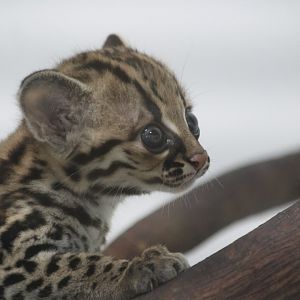 Margay Kitten
