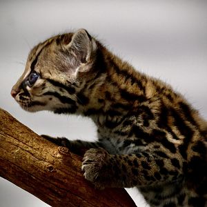 Margay Kitten