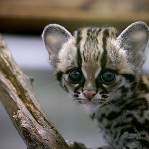 Margay Kitten